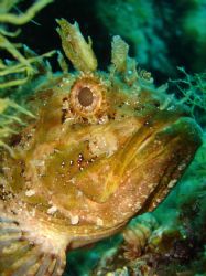 Scorpion fish taken with Sony dcs w12/internal flash. Men... by Steven Withofs 